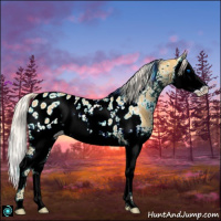 Horse Color:White Spotted Gold Cream Champagne Splash Appaloosa 
