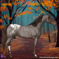 Horse Color:Liver Red Roan Appaloosa 