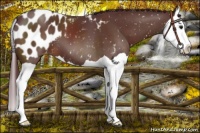 Horse Color:Chocolate Brown Splash Appaloosa