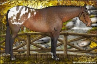 Horse Color:Buckskin Appaloosa Rabicano