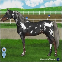 Horse Color:White Spotted Liver Chestnut 