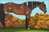 Horse Color:White Spotted Bay 