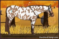 Horse Color:Liver Red Dun Appaloosa 