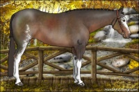 Horse Color:White Spotted Liver Chestnut 