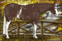 Horse Color:White Spotted Liver Chestnut Splash 