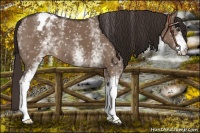 Horse Color:White Spotted Liver Red Dun Appaloosa