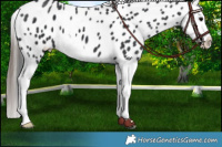 Horse Color:Black Splash Appaloosa 