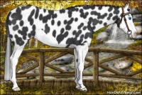 Horse Color:Black Splash Leopard 