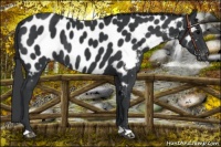 Horse Color:Black Near Leopard