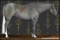 Horse Color:Silver Smoky Black Chinchilla Sabino 