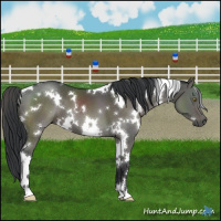 Horse Color:White Spotted Grullo Brindle 
