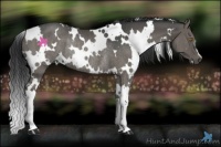 Horse Color:White Spotted Grullo Rabicano 