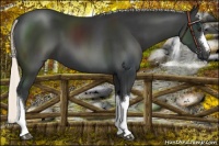 Horse Color:Liver Chestnut Mushroom 