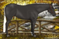 Horse Color:Liver Chestnut Mushroom 