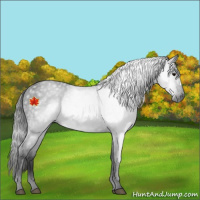 Horse Color:Gray Black 