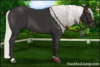Horse Color:Liver Chestnut Mushroom 