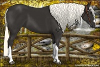 Horse Color:Liver Chestnut Mushroom 
