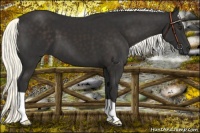 Horse Color:Liver Chestnut Mushroom 