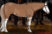 Horse Color:Chestnut Splash 