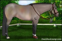 Horse Color:Platinum Bay Roan