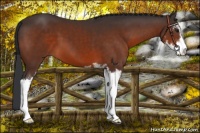 Horse Color:Brown Sabino