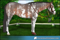 Horse Color:Brown Sabino 