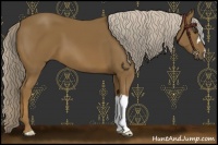 Horse Color:Chocolate Palomino 