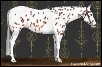 Horse Color:Brown Tobiano Appaloosa
