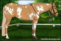 Horse Color:White Spotted Palomino