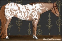 Horse Color:Red Roan Appaloosa 