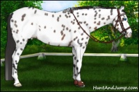 Horse Color:Liver Red Roan Frame Appaloosa 