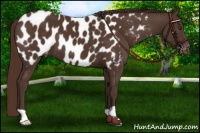 Horse Color:Liver Chestnut Near Leopard 