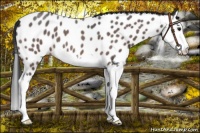 Horse Color:Bay Roan Splash Appaloosa 