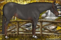 Horse Color:Liver Red Roan 