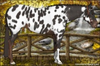 Horse Color:Liver Chestnut Near Leopard 