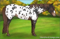 Horse Color:Liver Chestnut Near Leopard 