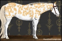 Horse Color:Palomino Splash Near Leopard 