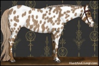 Horse Color:Chocolate Palomino Roan Near Leopard 