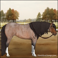 Horse Color:Buckskin Roan 