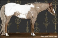 Horse Color:Chocolate Palomino Roan Frame Appaloosa 