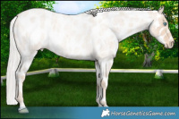 Horse Color:Cremello Roan Near Leopard 