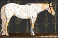 Horse Color:Palomino Roan Blanket 