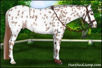 Horse Color:Red Roan Frame Appaloosa