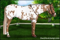 Horse Color:White Spotted Chestnut Appaloosa