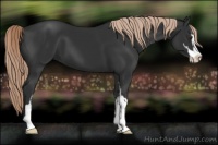Horse Color:Liver Chestnut Sabino 