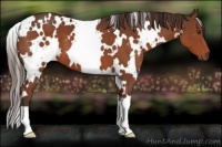 Horse Color:White Spotted Liver Chestnut 