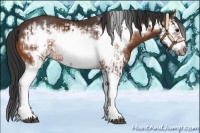 Horse Color:Bay Splash Frame and Bay Splash Frame