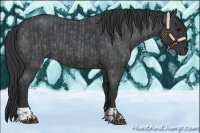 Horse Color:Blue Roan  and Blue Roan 