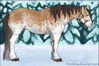 Horse Color:White Spotted Bay Splash  and White Spotted Buckskin Splash 