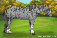 Horse Color:Black  and Black Appaloosa 